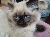 Kot Ragdoll, kotek, Ragdolle