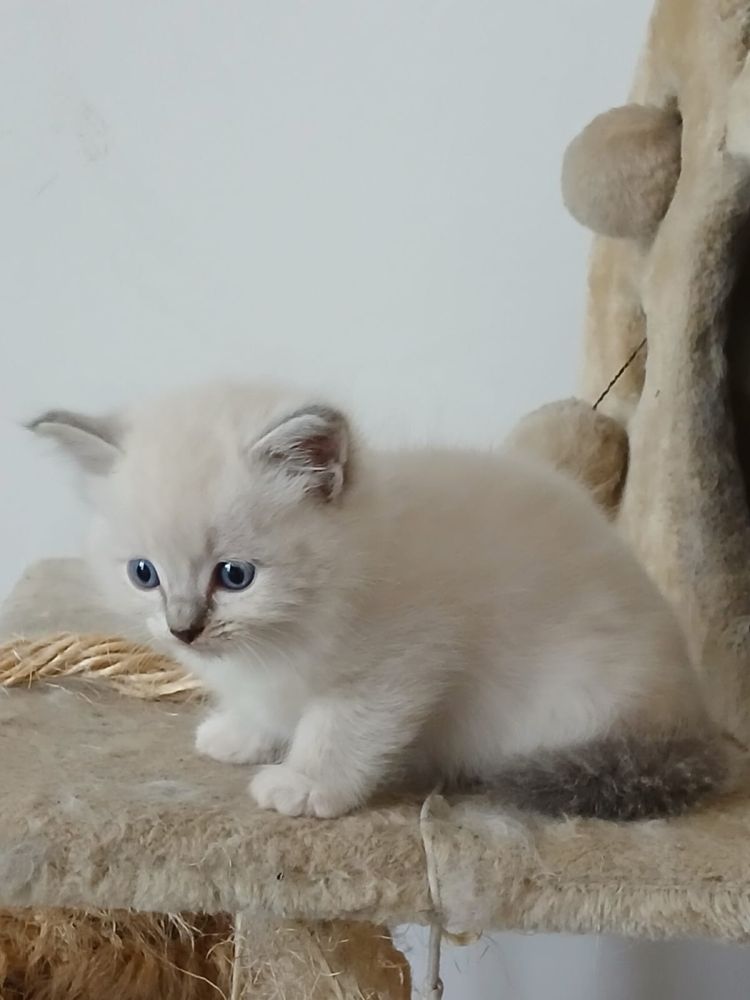 Ragdoll śliczna kotka