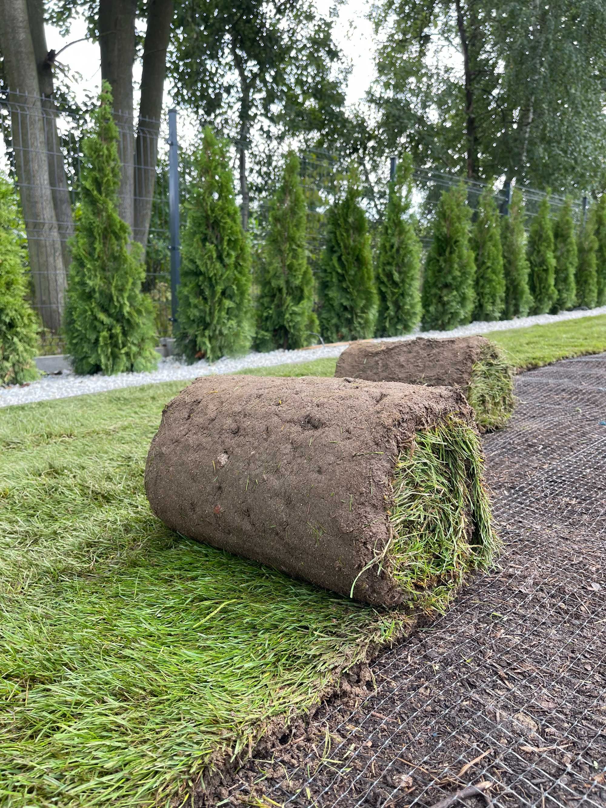 Trawa z rolki prosto z plantacji