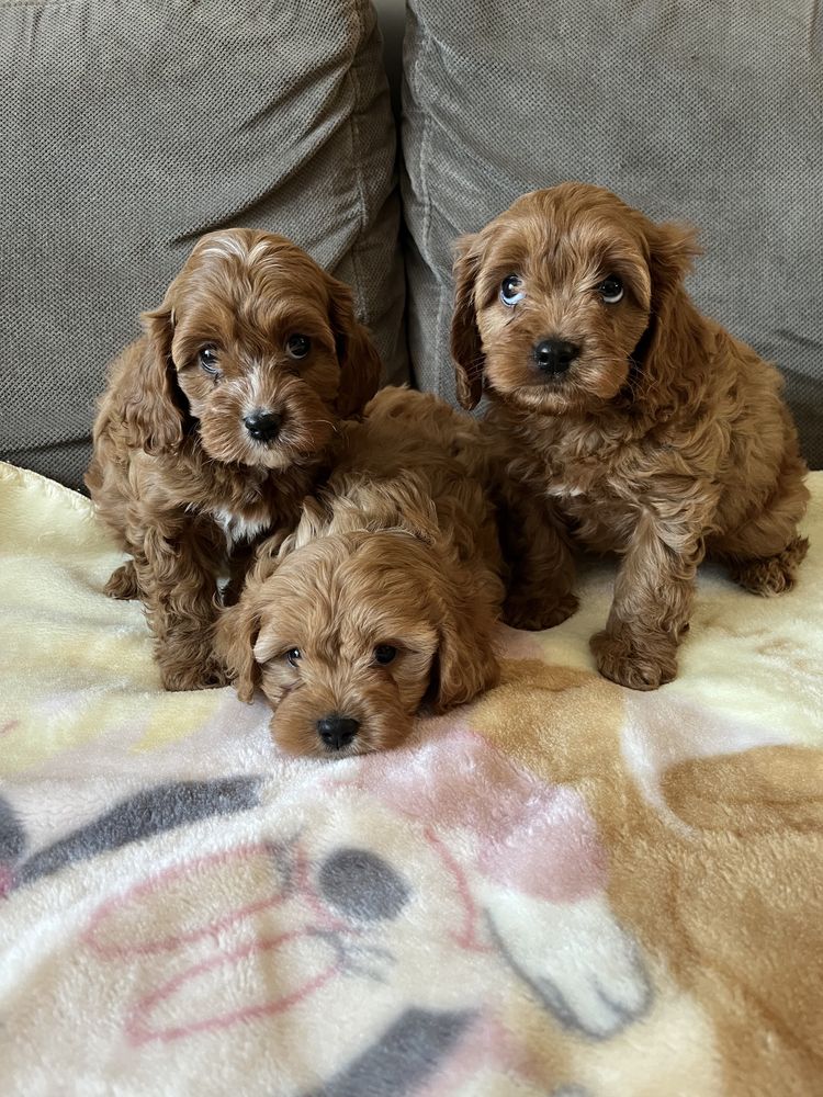 Cavapoo pudel&cavalier juz do odbioru