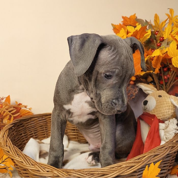 Śliczny piesek Amstaff blue!
