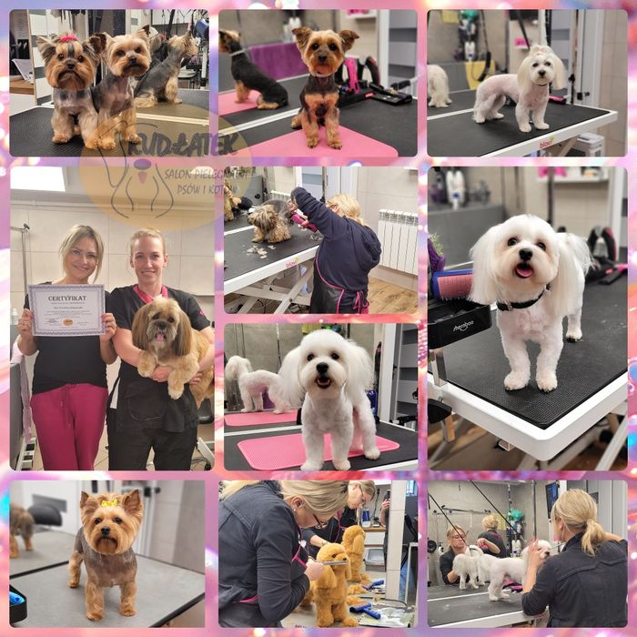 Kurs strzyżenia psów - kurs groomingu salon Kudłatek Mława
