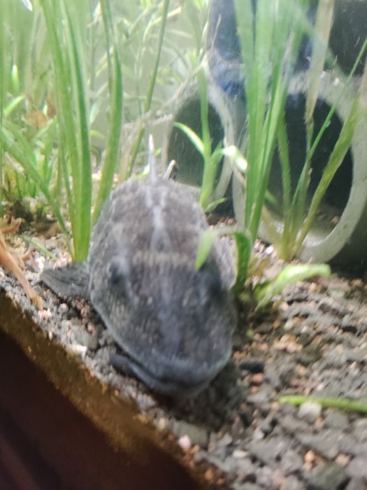 Sprzedam glonojada