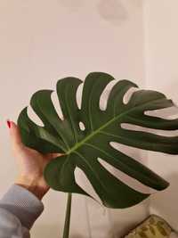 Duża monstera deliciosa