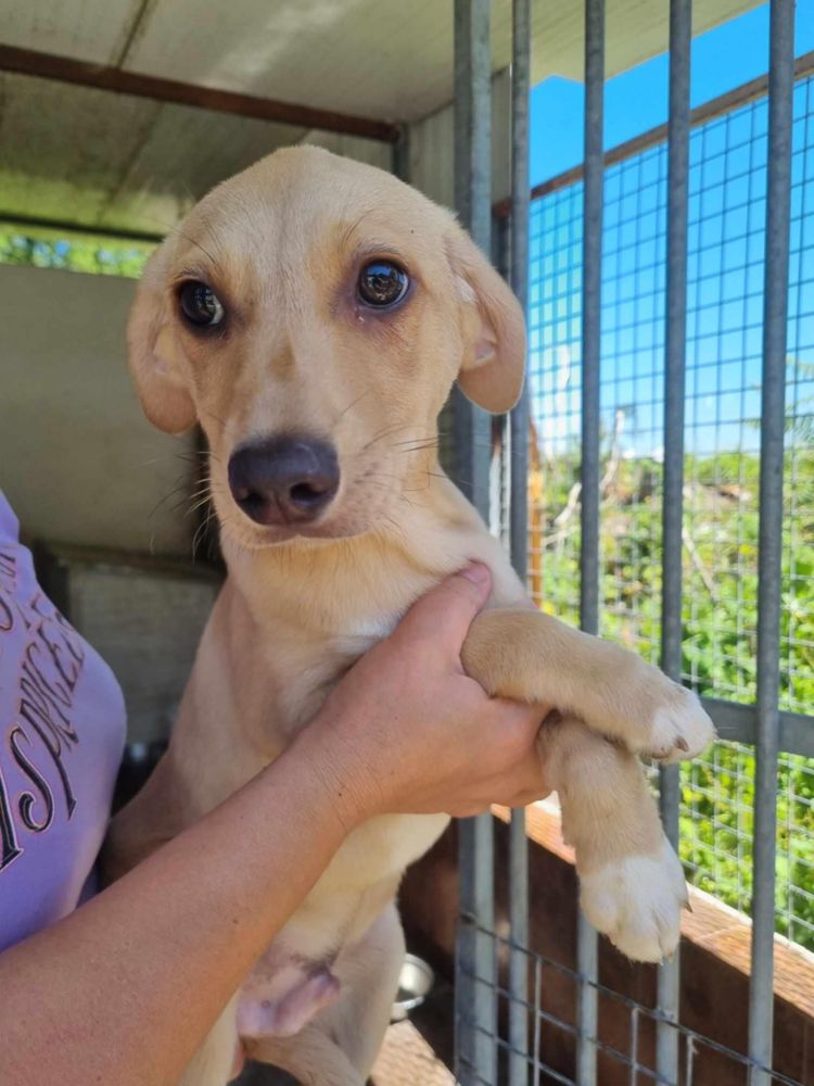 Bernie - 5 meses, porte médio (12-15kg)