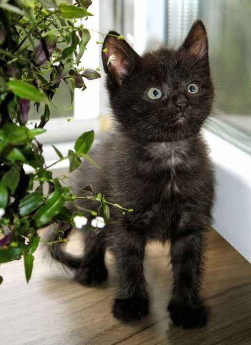 Чудернацькі кошенята Вуглики