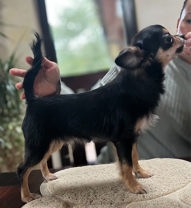 Chihuahua długowłosy