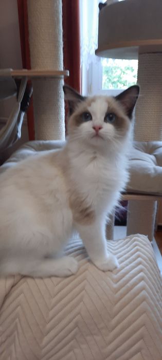 Ragdoll kocurek FPL po Championie