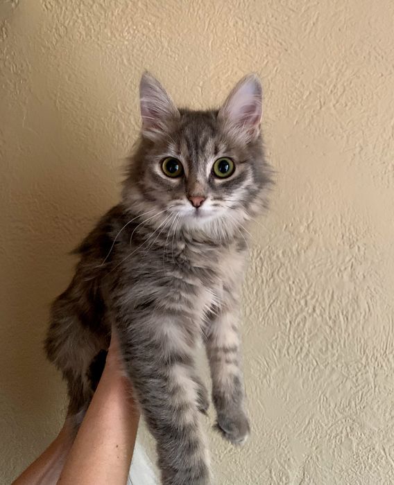 Сибирская кошечка