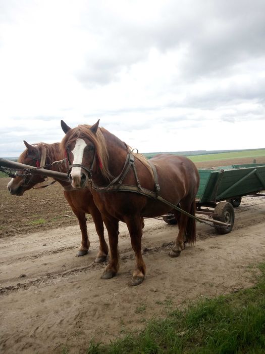 Продається пара коней.                                         .