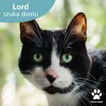 Kochany koci senior Lord do adopcji! Czarno biały kocur szuka domu
