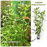 Planta "Bacopa monnieri" 8cm p/ Aquários (Fácil)