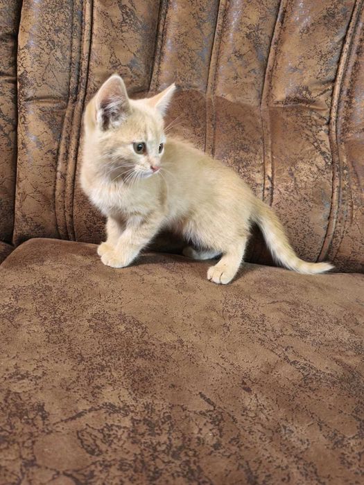 Котик в добрі руки