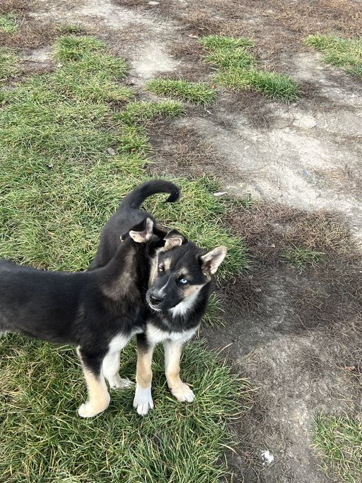 Віддам щенят в добрі руки