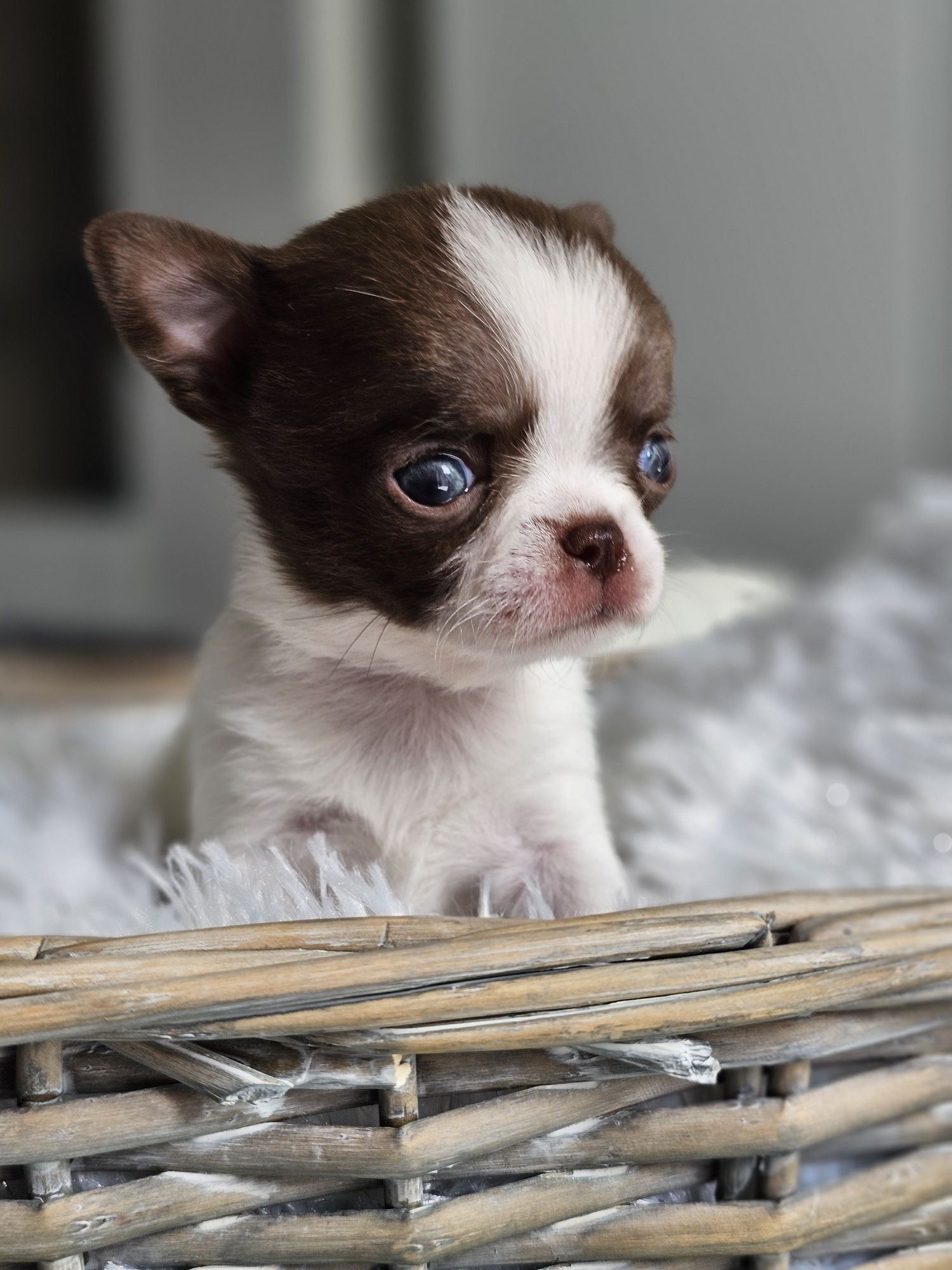 Chihuahua **Śliczny Maleńki Chłopak XXS **Do Rezerwacji