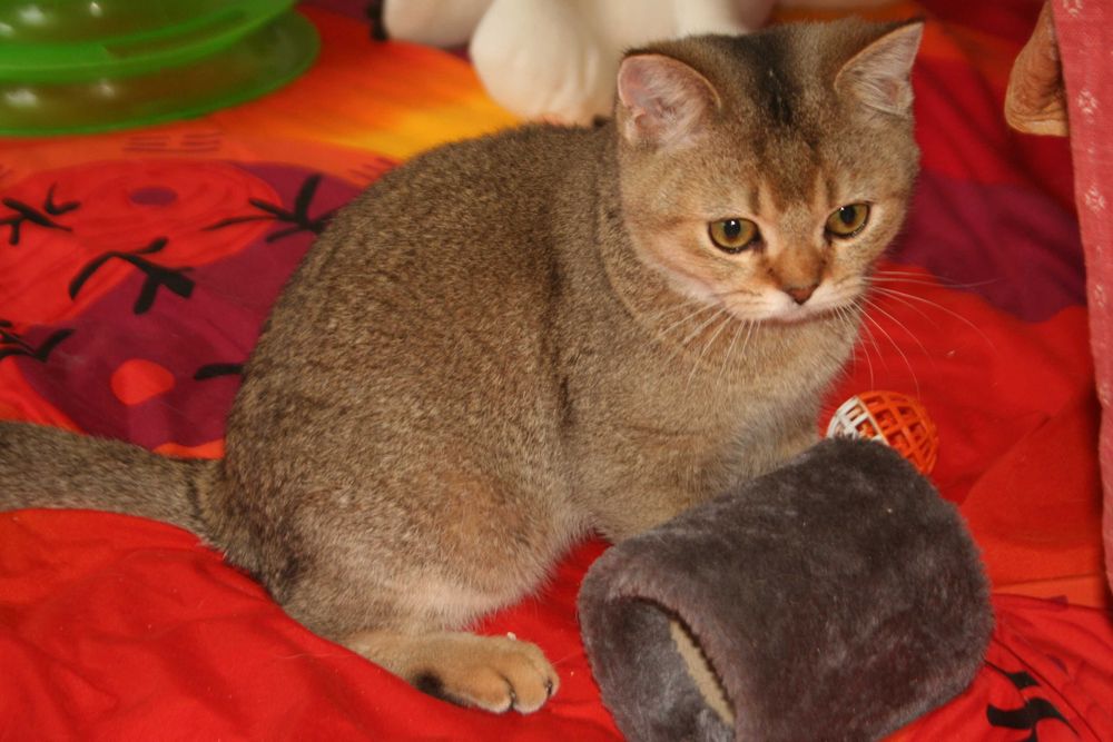 Золотий хлопчик стане вашем улюбленцем