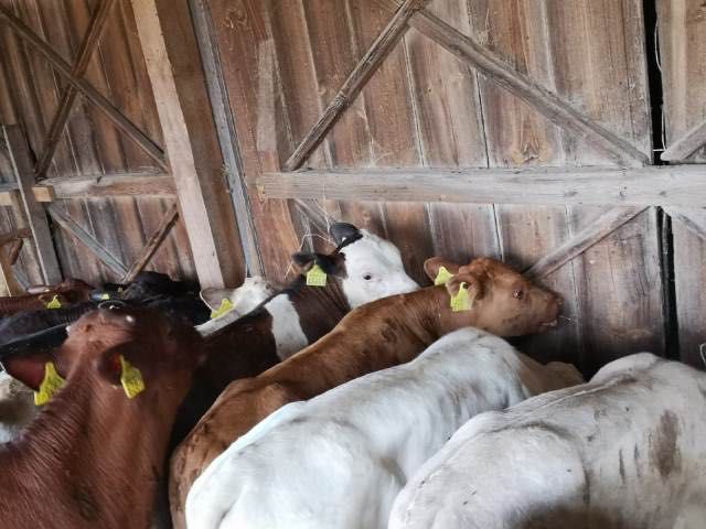 Cielaki mięsne byki jałówki opoczno