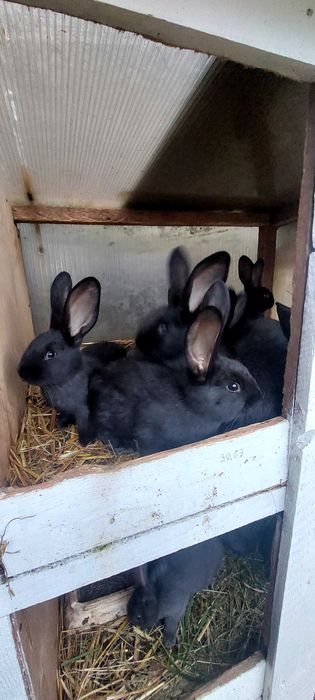 Sprzedam króliki mlode