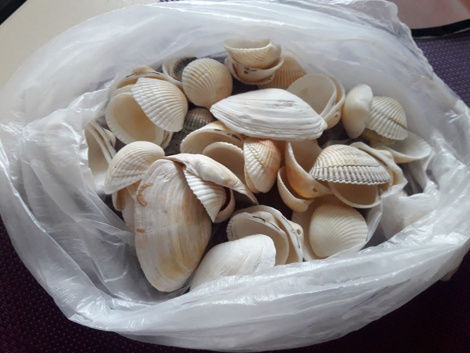 Ракушки для аквариума