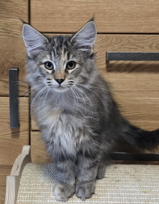 Kotka Norweska Leśna Barwne Wątki*PL Rodowód FiFe