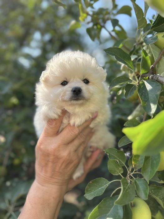 Милые малыши 1,5 месяца