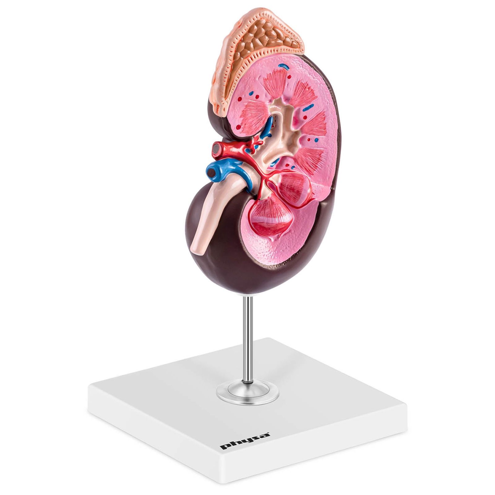 model anatomiczny 3d nerki człowieka skala 1.5:1