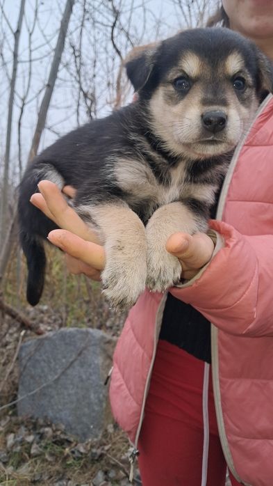 13 маленьких див шукають свій дім!