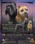Cane Corso Italiani ,,FCI"