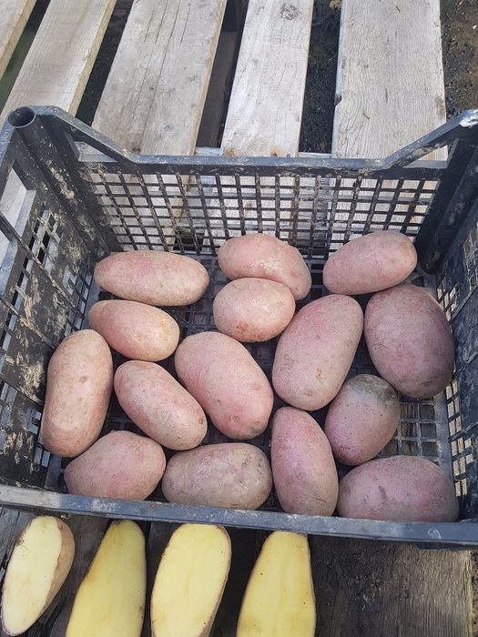 Ziemniaki różowe czerwone Red Lady