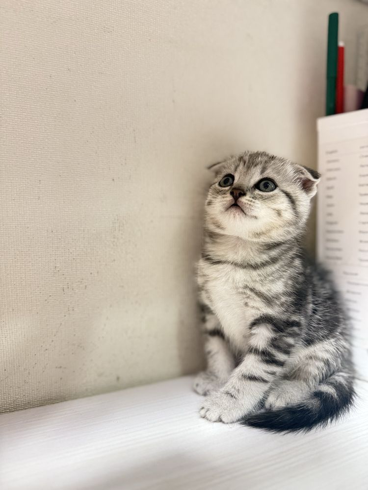 Шотландські кошенята , шотландские вислоухие котята
