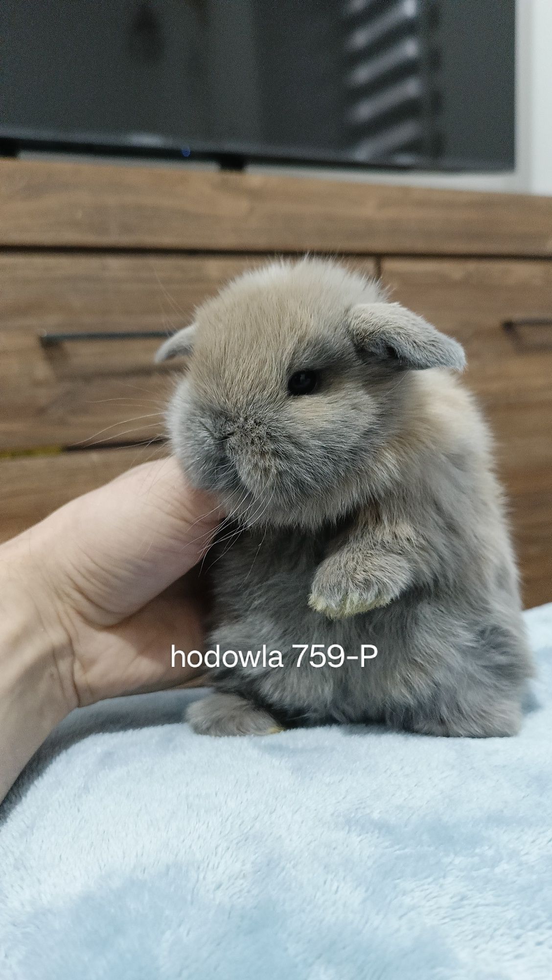 Mini lop króliki karzełek miniaturka baranek hodowla