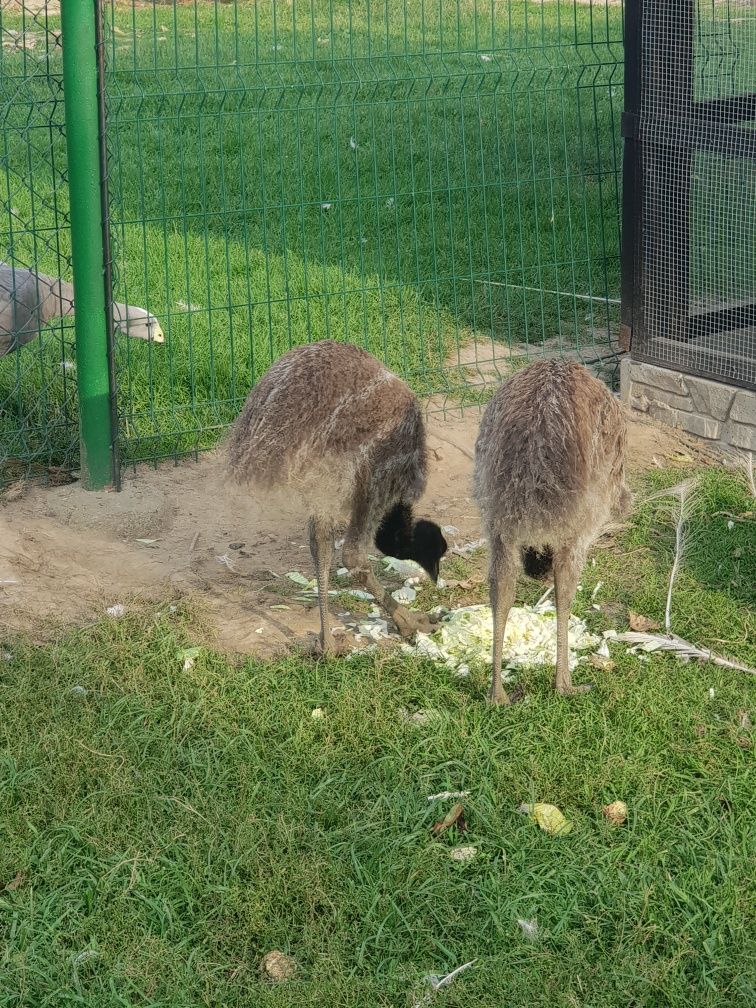 emu trzy i pół miesieczne
