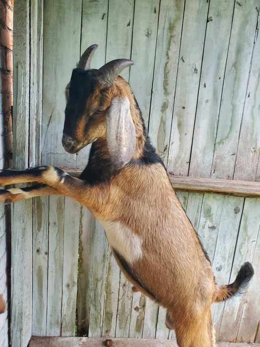 Продам молодого козла