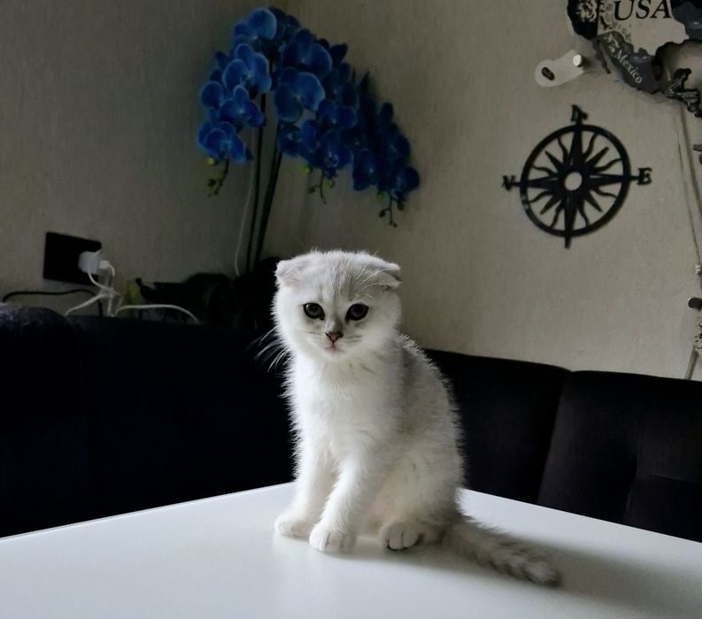 Шотландский котёнок серебристая шиншилла вислоухий мальчик котята