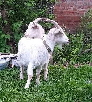 Животные козы дома