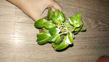 Philodendron white princess - filodendron