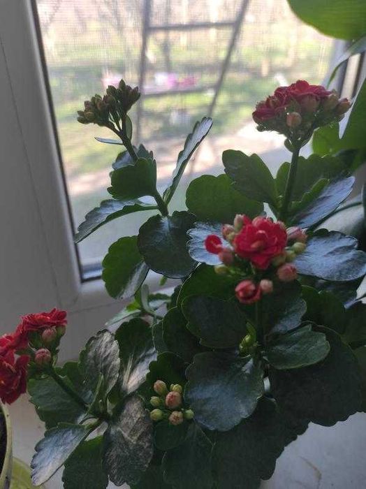 Продам цветок Каланхоє блосфельда