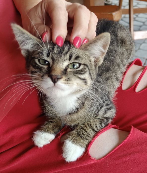 Prztulaśny mruczuś do oddania w dobre ręce