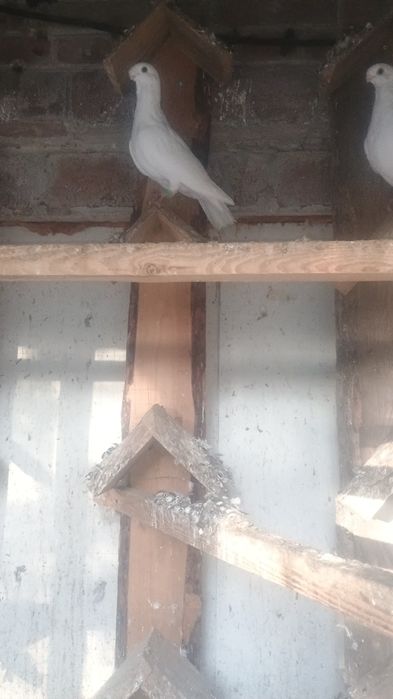 Gołębie orlik belgijski