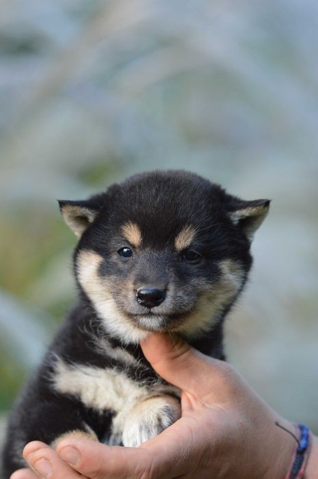 Shiba, shiba inu ZKwP/FCI