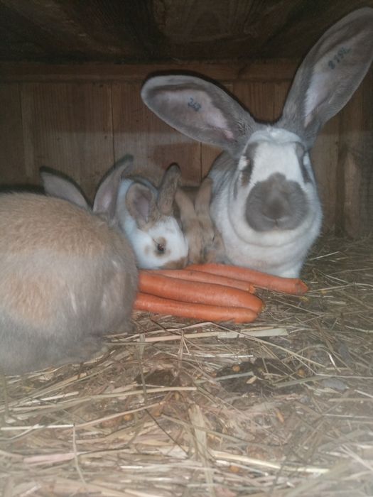 Olbrzym belgijski srokacz Hawana. Rodowodowa samica z młodymi