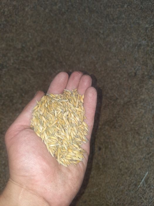 Owies                  .