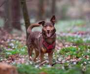 Alarm!! Czoko ok 4 let. wyjątkowy pies do pilnej adopcji   Sylawia Wa