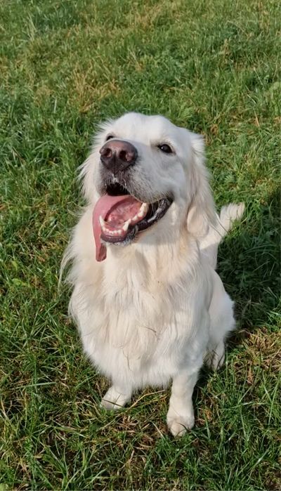 Перетримка та дресура  собак