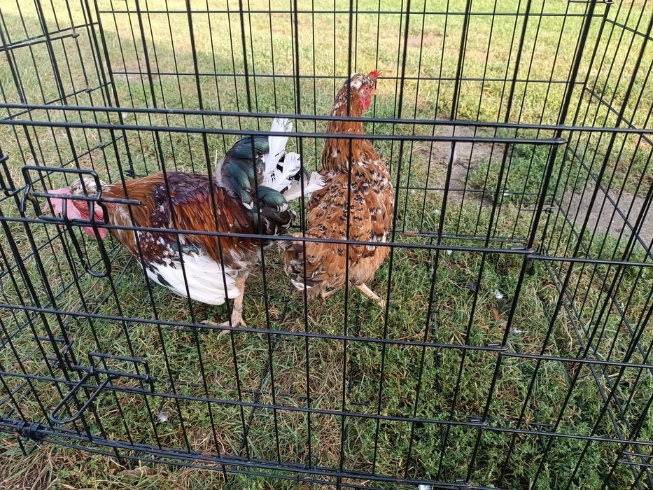 Para czubatki staropolskiej czubatki 1+ 1