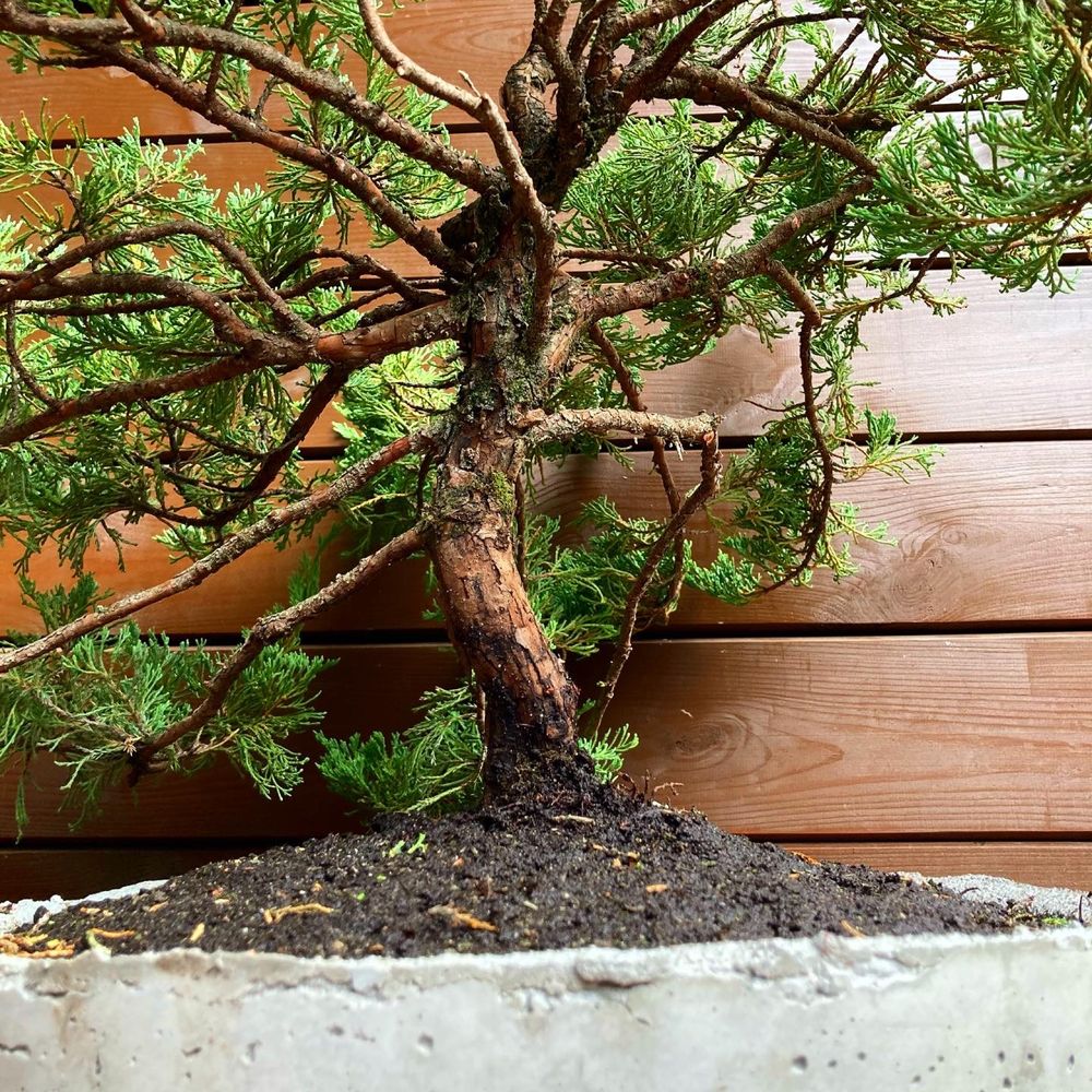 Dekoracyjne ogrodowe bonsai jałowiec w recznie wyk. donicy z betonu