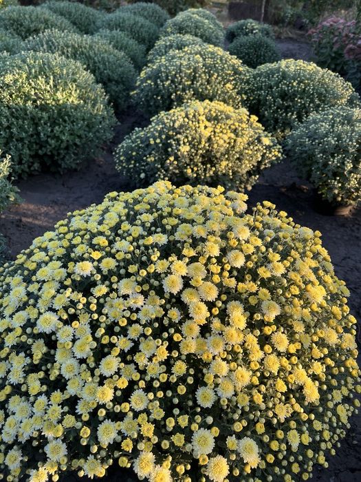 Продам хризантему у горшиках