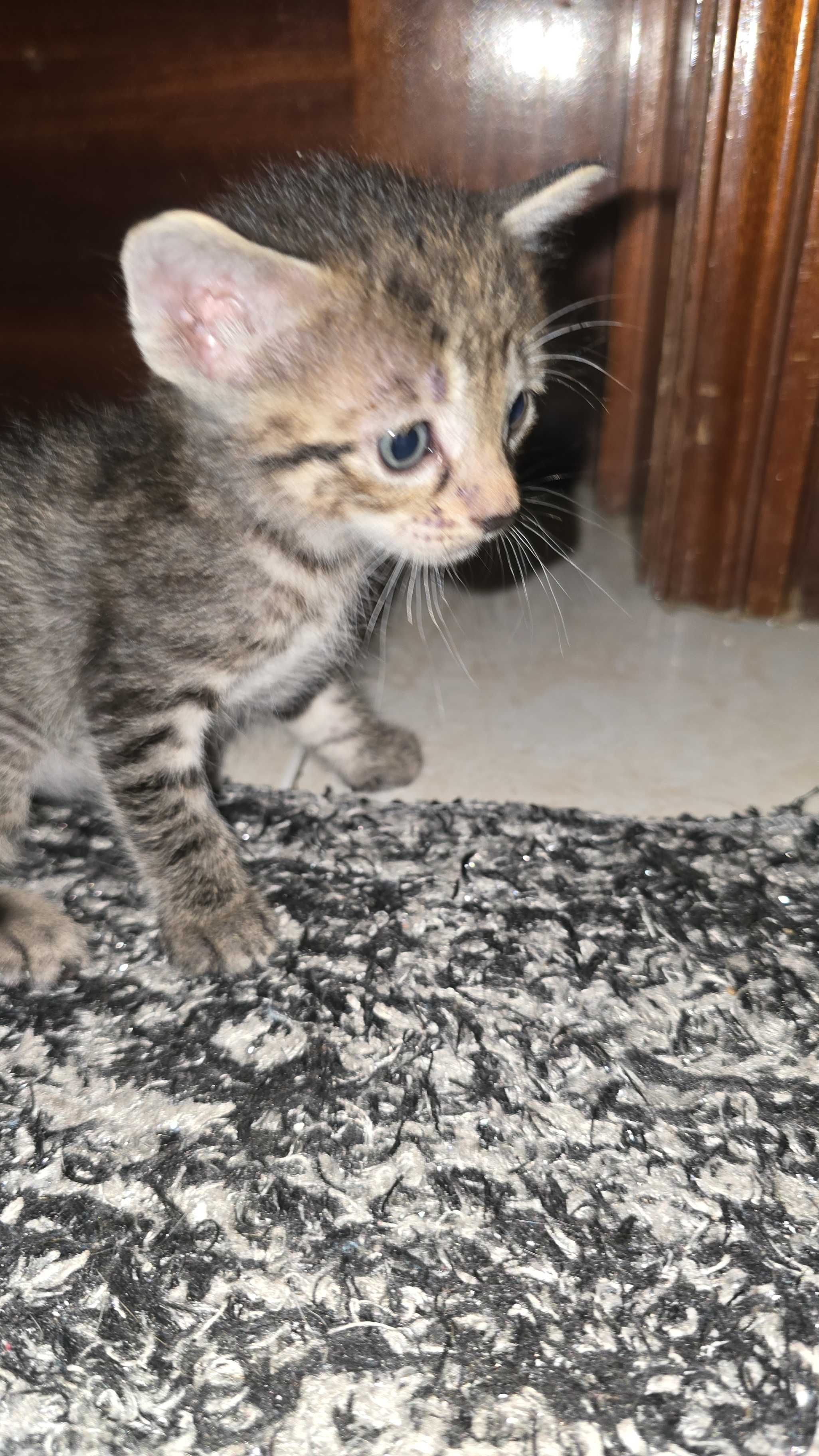 Gatos bebés para adopção