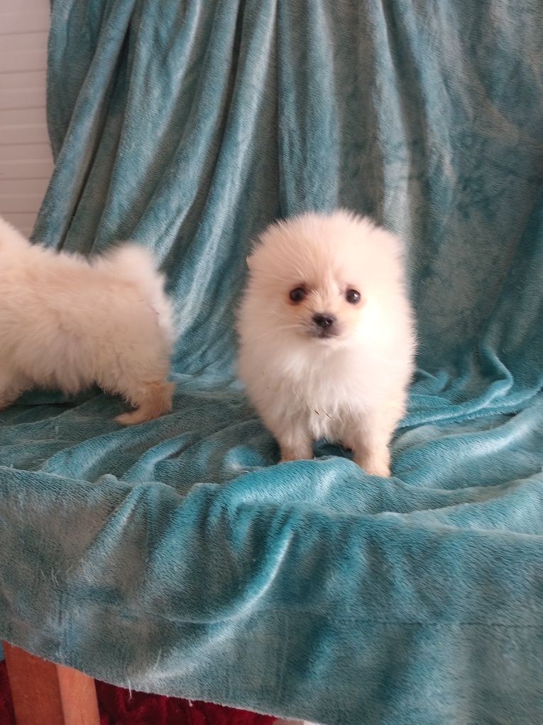 Excelente macho Spitz anão  mini