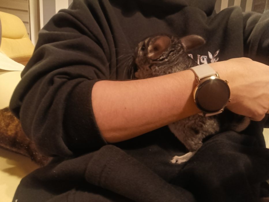 Szynszyla młoda oswojona